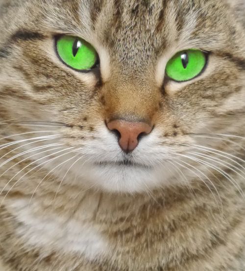 cat green green eyes