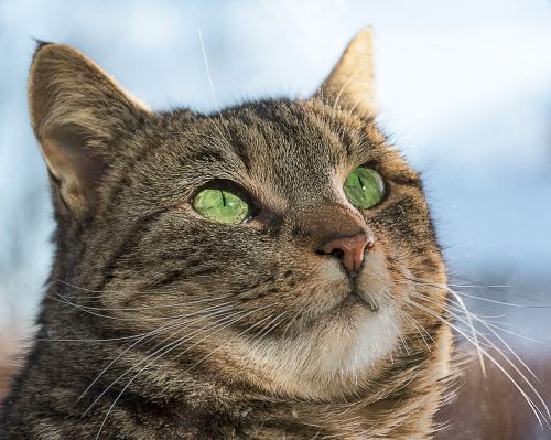 cat glass green eyes