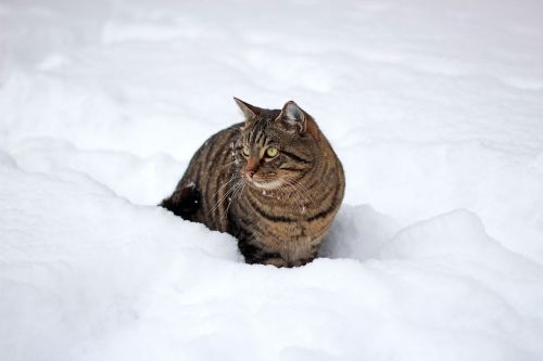 cat snow winter