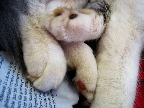 cat paws soft