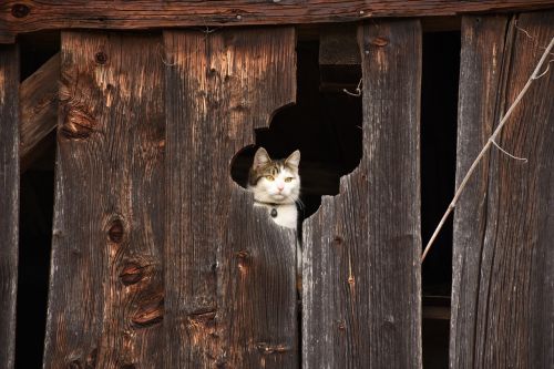 cat barn hiding place
