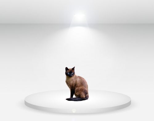 cat studio white light