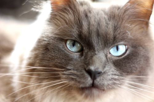 cat pedigree blue eyes