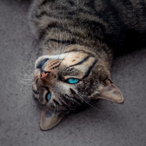 cat blue eye tiger