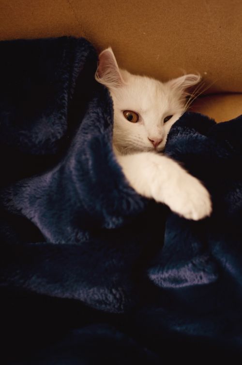 cat blanket white