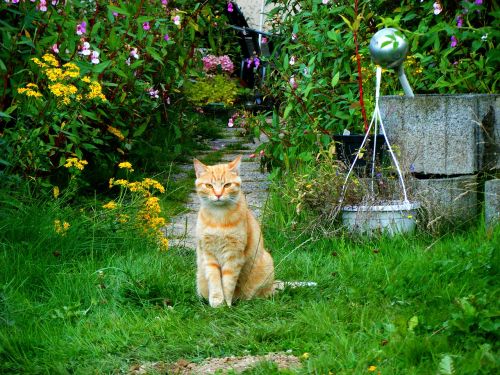 cat garden red cat