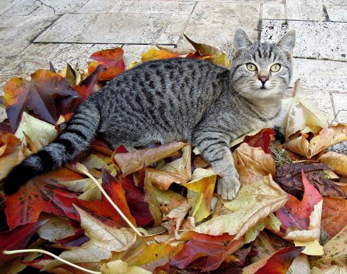 cat kitten tabby