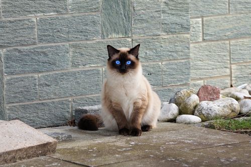 cat siamese cat fur