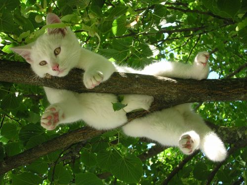 cat nature relax