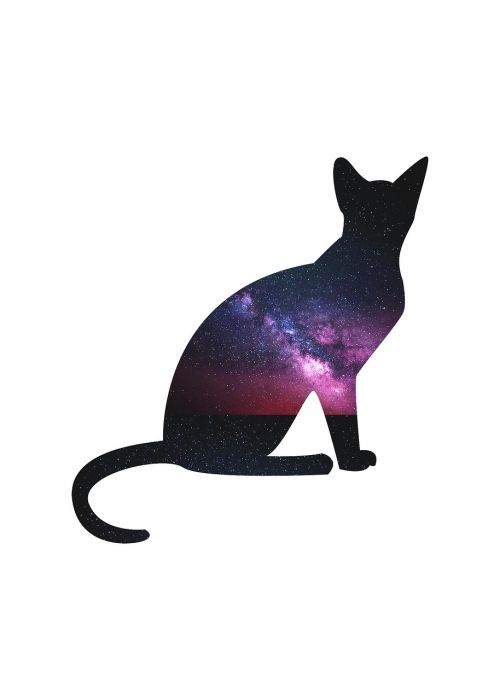 cat outer space galaxy