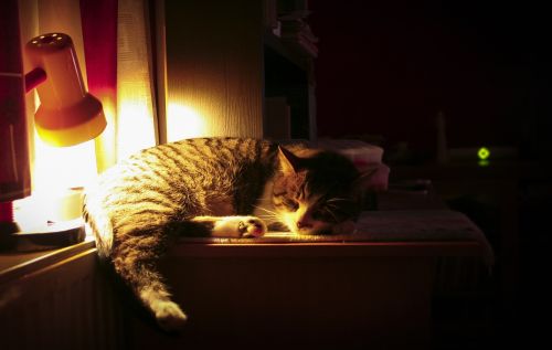 cat night sleeping