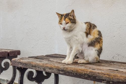cat stray homeless