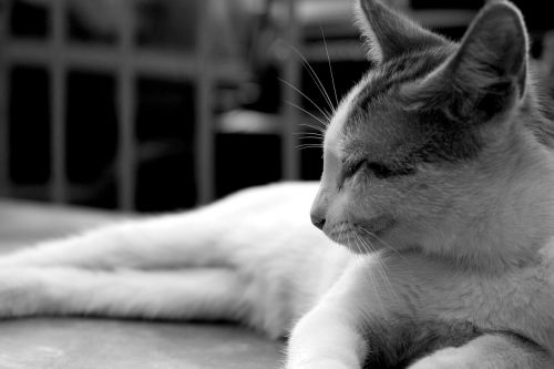 cat black and white