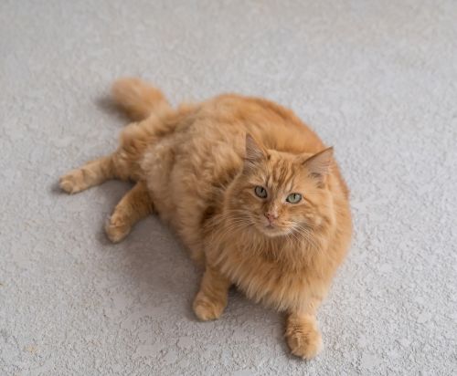 cat orange fluffy