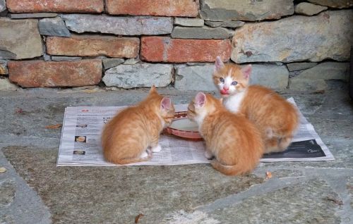 cat kitten feed