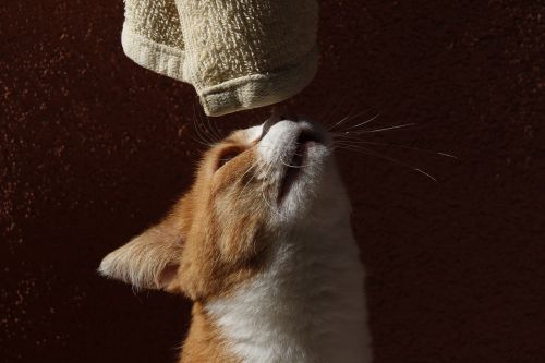 cat curious towel