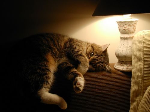 cat lamp cats