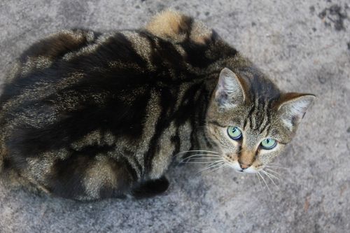 cat domestic cat looking up