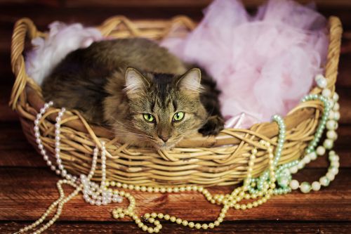 cat fur basket