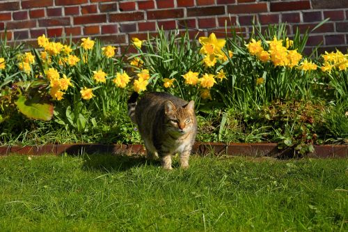 cat female garden