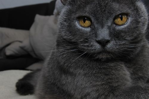 cat grey cat animal