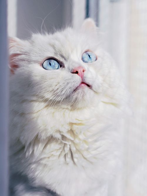 cat eyes white