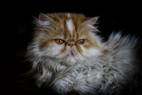 cat persian persian cat