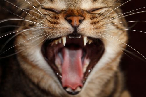 cat anger laugh