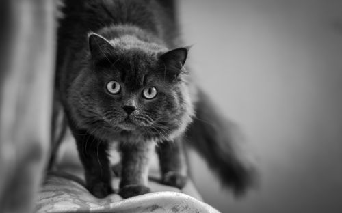 cat eyes stare