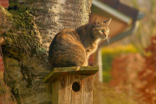 cat domestic cat garden