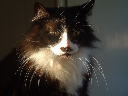 cat whiskers tuxedo
