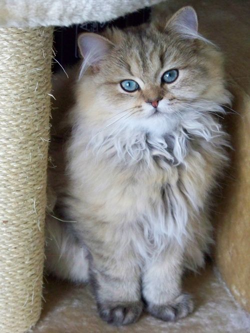 cat persian persian golden