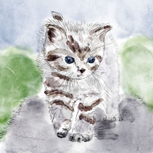 cat kitten drawing