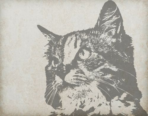 cat portrait close-up