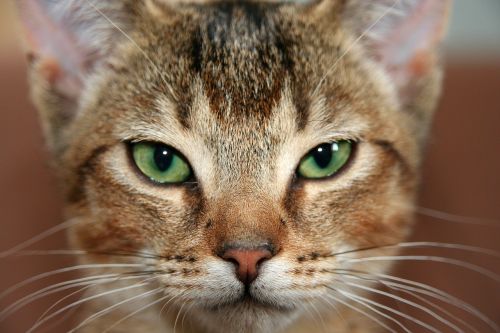 cat kitten abyssinian