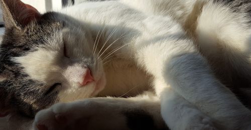 cat sleep sun