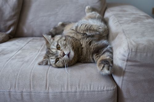 cat sofa lazy cat