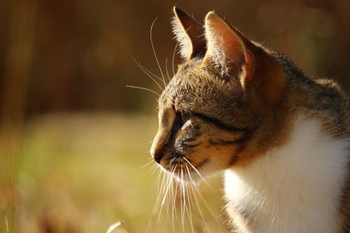 cat domestic cat tiger cat