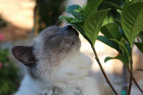 cat nature leaf