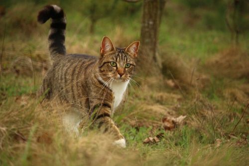 cat mackerel kitten