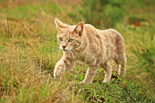 cat kitten tiger cat