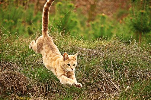 cat jump kitten