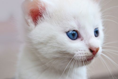 cat blue eyes animal