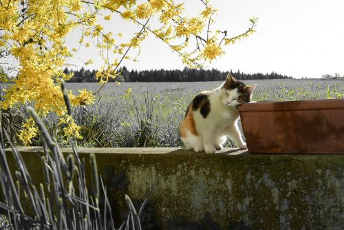 cat landscape yellow