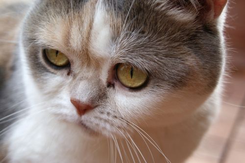 cat british british shorthair