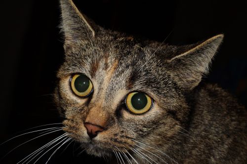 cat big eyes female