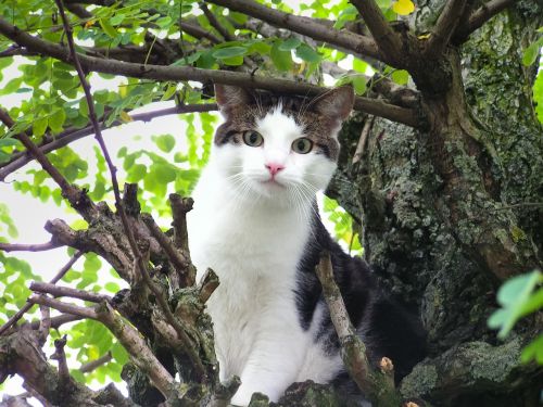 cat stuck tree