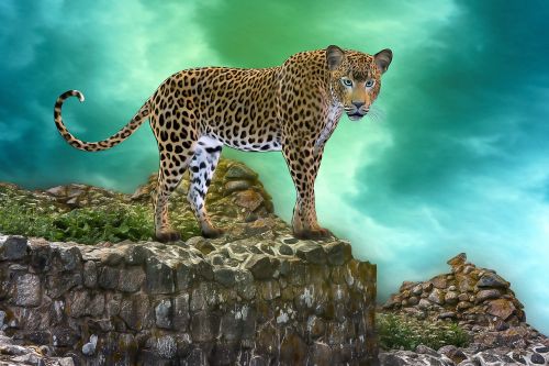 cat rendering leopard