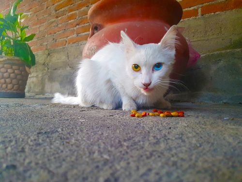 cat heterochromia