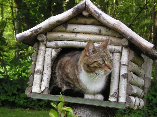 cat mackerel in the bird house